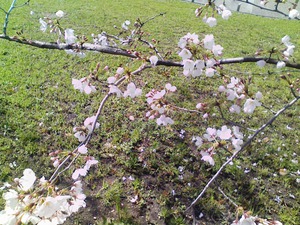 2010326sakura.jpg