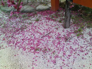 下鴨神社光琳梅.jpg