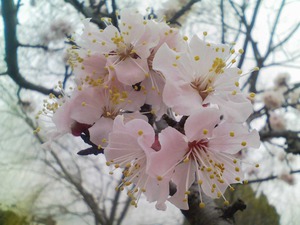 鴨川桜2010.jpg