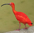 120px-Scarlet_ibis_arp.jpg