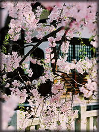 京都の安宿梵定寺-イメージ画像３